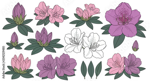 Azalea flowers, purple pink and white, floral illustration, botanical art, decorative elements