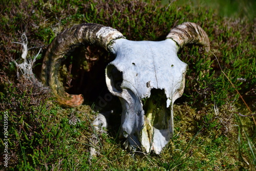 Sheep skull with horns in Nire Valley, Comeragh Mountains, County Waterford, Ireland