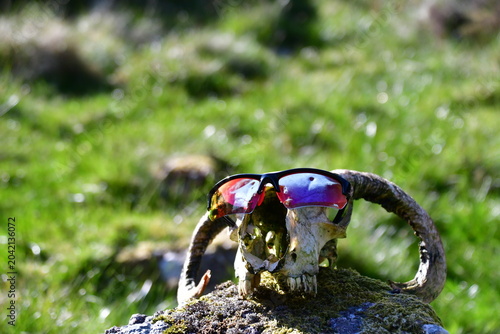Fotografie Sheep skull with horns in Nire Valley, Comeragh Mountains, County Waterford, Ire