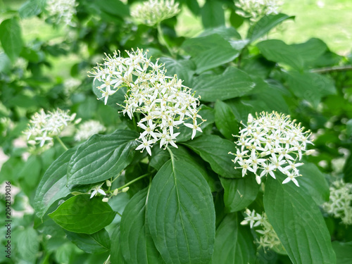 White flowering blood-twig dogwood tree in bloom