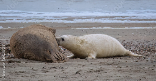 Foto Grey Seal Pup Suckles From Mother On A Sandy Beach With Ocean Waves In The Backg