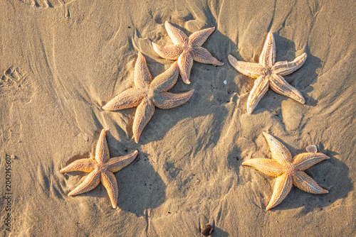 Five Starfish Lying on Sandy Beach at Sunset at Hoek van Holland, The Netherlands