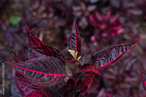 Herbst's bloodleaf or Iresine