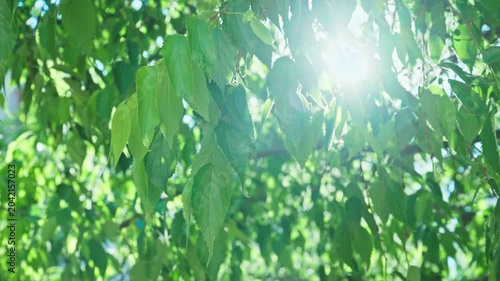 Sunlight through green leaves overhead with bright summer sunlight and gentle lens flare, 4K