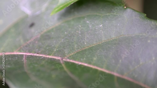 Macro shot of an ant colony continuously moving on a green leaf in nature.