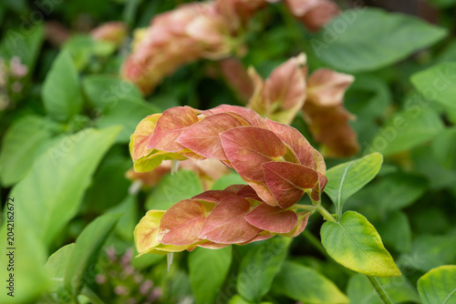 Fotografie コエビソウの花