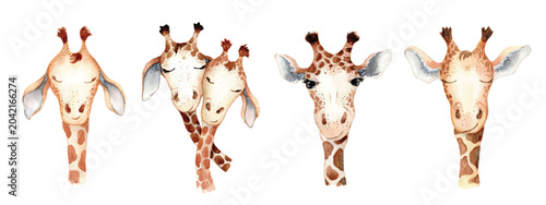 Schilderij op canvas watercolor giraffe illustrations set hand drawn illustration children design, nu