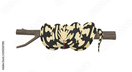 Photos Python coiled on tree branch, reptile, venomous snake, wild animal, natural habi