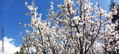 A beautiful spring tree blossoms against a blue sky. Plum tree blossoms. Spring design. Apple branch opening in a spring garden. Easter banner. Spring flowers cause allergies.