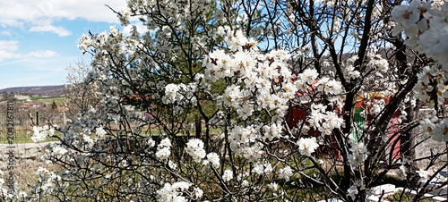 A beautiful spring tree blossoms against a blue sky. Plum tree blossoms. Spring design. Apple branch opening in a spring garden. Easter banner. Spring flowers cause allergies.