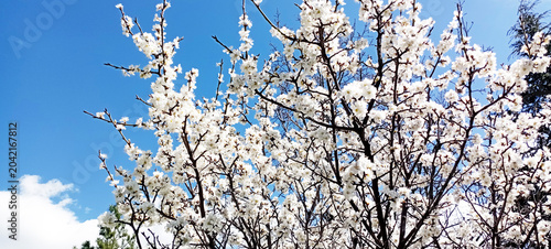 A beautiful spring tree blossoms against a blue sky. Plum tree blossoms. Spring design. Apple branch opening in a spring garden. Easter banner. Spring flowers cause allergies.
