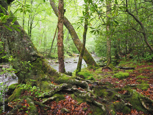 The Tree Lined Bank of the Oconalutee River Smokemont Campground Great Smoky Mountain National Park