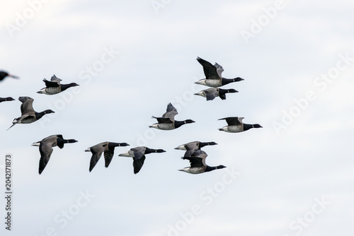 Photos Flock of Brent Geese Flying