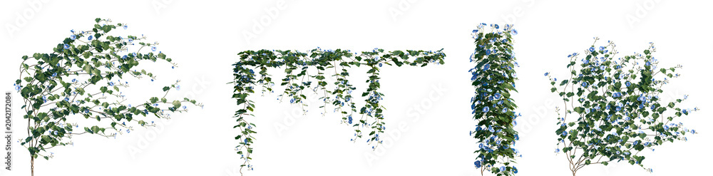 Ταπετσαρία Set of Ipomoea nil (commonly known as Japanese, ivy-leaf, or picotee morning glo