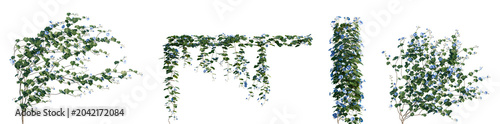 Quadro em tela Set of Ipomoea nil (commonly known as Japanese, ivy-leaf, or picotee morning glo