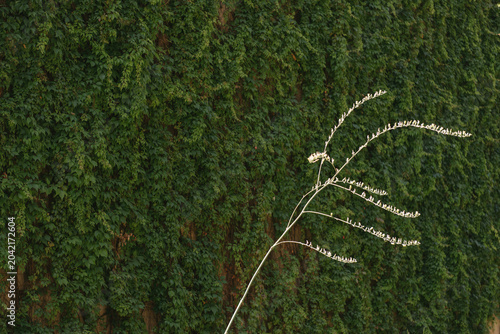 Greening elements and native tree shading on a building Phoenix, Arizona