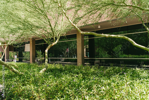 Greening elements and native Palo Verde tree shading in Phoenix, Arizona