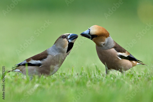 Konstfotografi Two hawfinches feeding each other on green grass, Coccothraustes coccothraustes