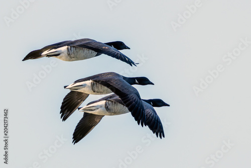 Foto Pale-bellied Brent Geese in Flight, Bull Island Dublin