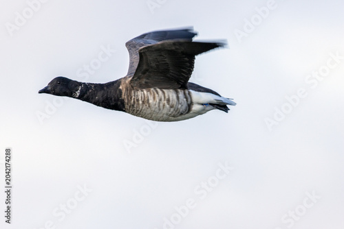 Fotografía Brent Goose in Flight
