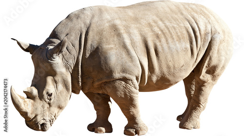 Foto rhino png, rhinoceros PNG on Transparent background