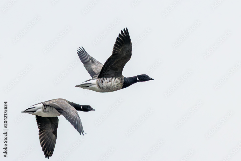 Fototapeta premium Two Brent Geese Flying