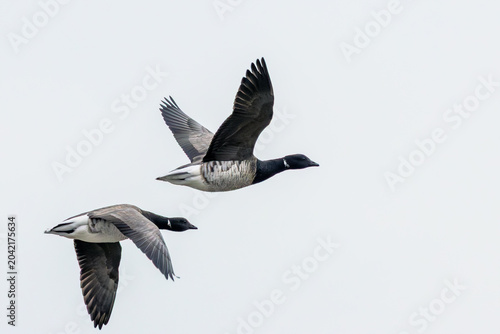 Foto Two Brent Geese Flying