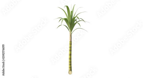Tall green sugarcane plant with leafy top