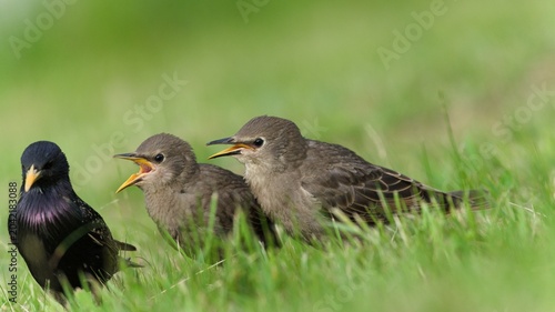 Foto Adult common starling with two hungry juveniles begging for food on green grass, Sturnus vulgaris