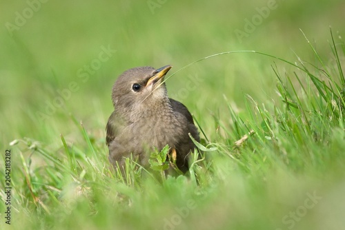 Juvenile common starling holding a blade of grass in its beak, Sturnus vulgaris. Common bird in Czech republic.
