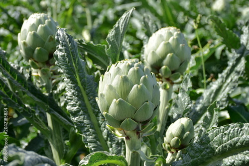 Bild auf Leinwand growing of globe artichoke in region of town Cartagena in Spain