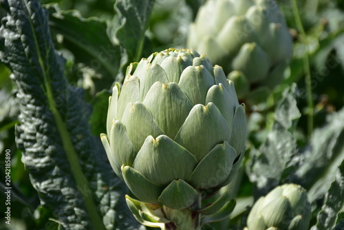 growing of globe artichoke in region of town Cartagena in Spain