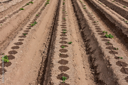 irrigation of potato plants here near town Cartagena in Spain