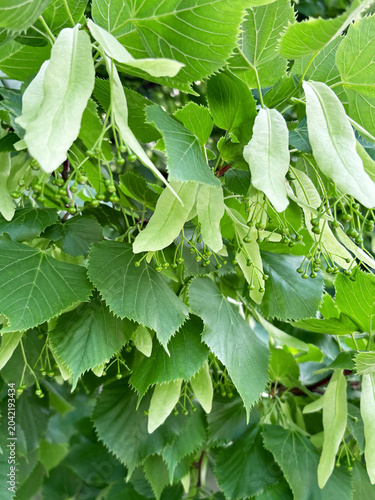 Linden Tree Leaves and Seeds in Summer