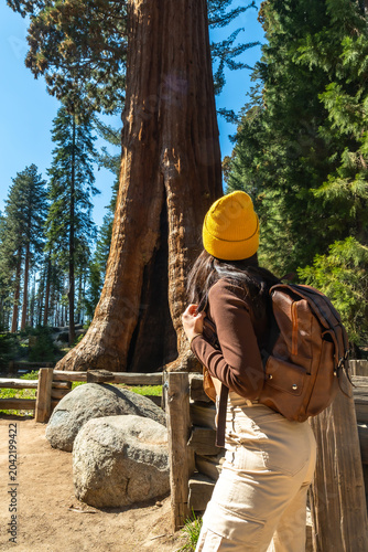 Принти на полотні Woman admiring giant sequoia tree in sequoia national park