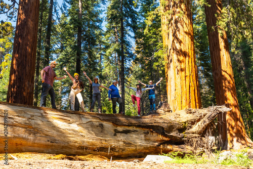 Tourist friends standing on fallen sequoia tree trunk