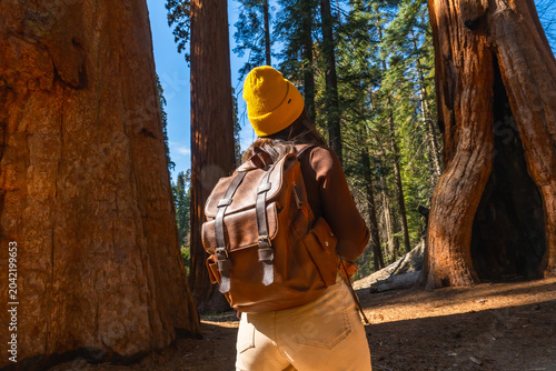 Hiker exploring giant sequoia trees in forest during day