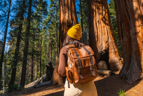 Woman hiking in sequoia national park among giant trees