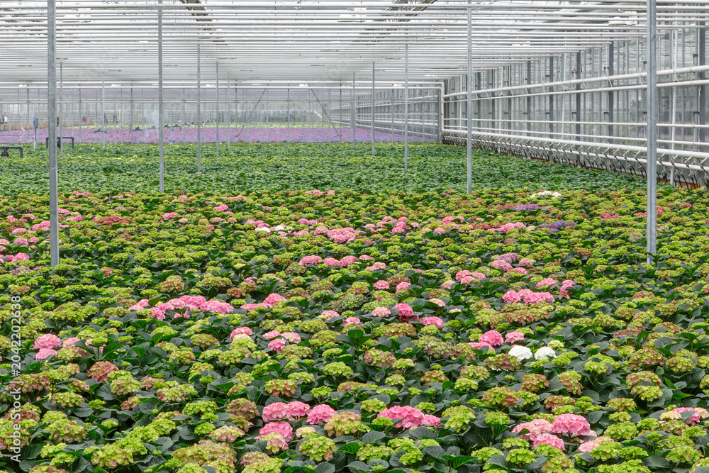 Φωτογραφία Hydrangeas Growing in Extensive Greenhouse in Luttelgeest