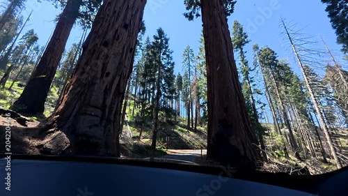 Point of view from a car driving on a scenic road through the giant sequoia trees in sequoia national park, california, on a sunny day during a memorable summer road trip adventure