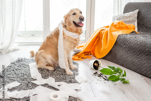 Golden Retriever Making A Mess At Home