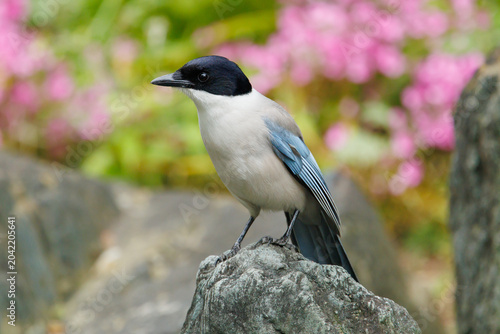 岩にとまるオナガ　水色の羽の野鳥