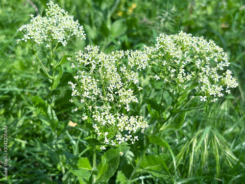 White wild carrot flowers in a field