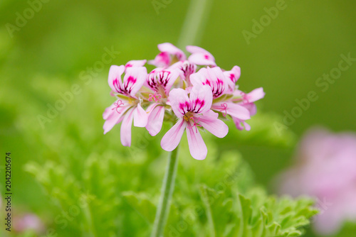 ピンクの花びらが特徴のローズゼラニウム（ニオイテンジクアオイ）