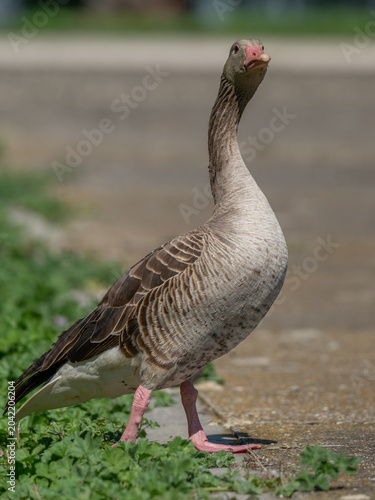 This close-up captures a wild greylag goose with its head turned, observing its surroundings with keen interest