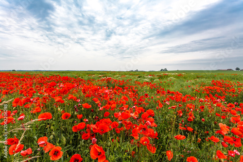 Mecklenburg landscape - red poppy fields in Springtime, Mecklenburg-Vorpommern, Germany, Europe