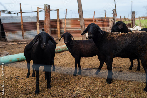 Картината върху платно Group of Black Santa Ines Hair Sheep in a Rural Farm Corral