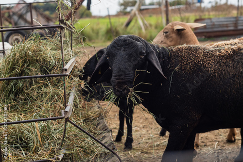 Obraz na płótnie Black Santa Ines Hair Sheep Looking at Camera in a Farm Enclosure