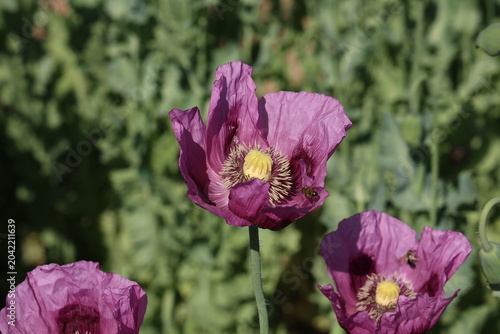 Field of red violett Poppy Flowers in Summer
