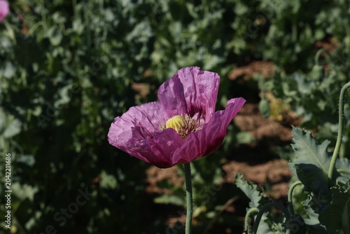 Field of red violett Poppy Flowers in Summer